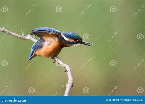 Bird Kingfisher Alcedo Atthis Common Kingfisher Bird Poland