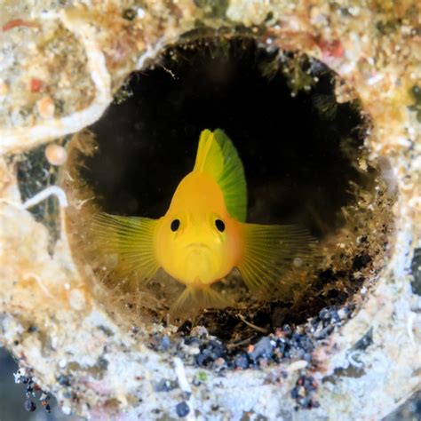 Canary Blenny Fish And Coral Store