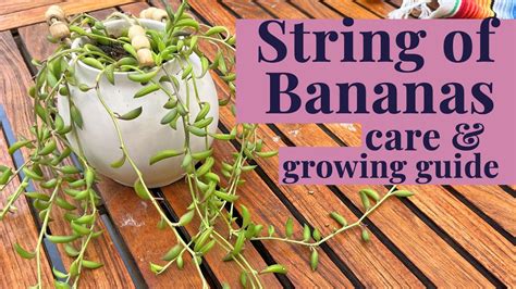 How To Make Your String Of Bananas Thrive Free Plant Care Growing