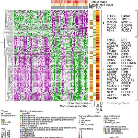 Cluster Analysis Of Patient Characteristics And Matrisome Protein Download Scientific Diagram