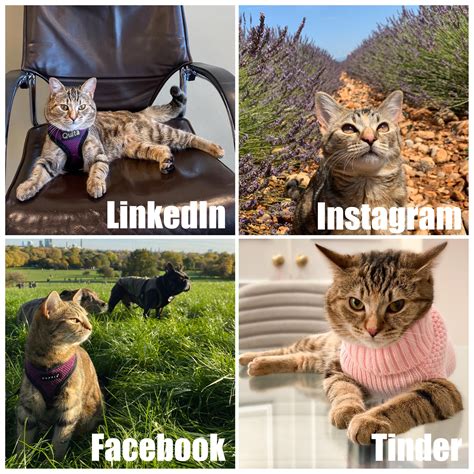 Cat version of trending LinkedIn, Instagram, Facebook, Tinder meme : r ...