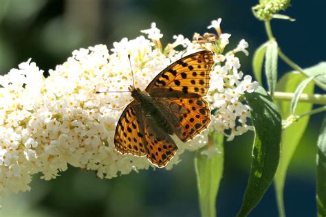 Kleiner Perlmutterfalter Issoria Lathonia Kleiner Perlmu Flickr