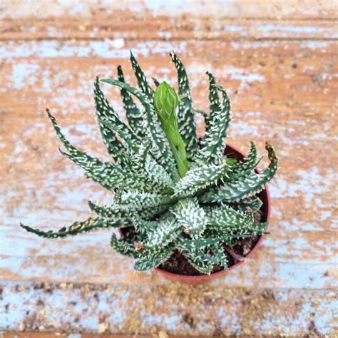 Aloe Humilis Pratensis Plant Treasury