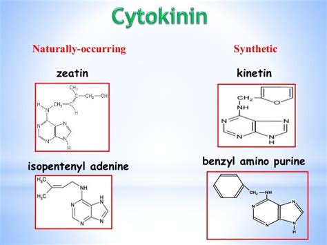 Cytokinin