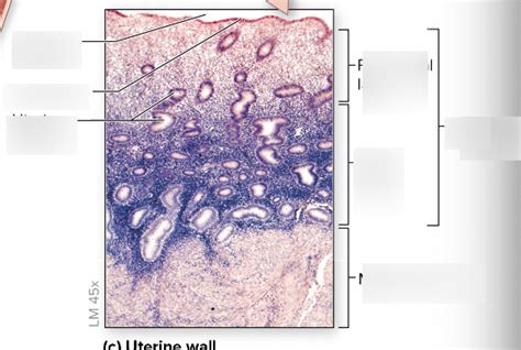 Uterine Wall Histology Diagram | Quizlet