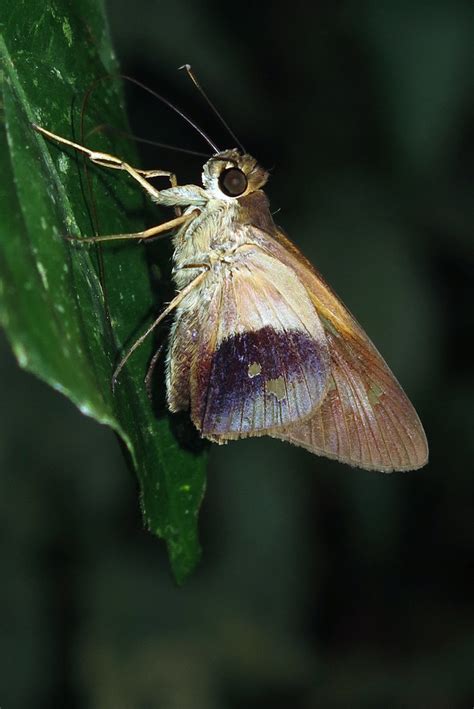 Saliana Longirostris Lago Soledad ARCC Madre De Dios Pe John