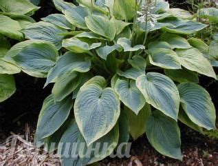 Хоста Alvatine Taylor (L) | Hostas, Shade plants, Hosta varieties