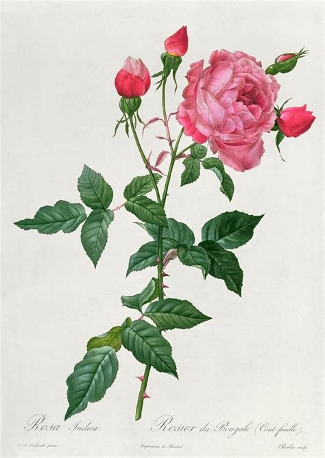 Rosa Indica Drawing Antique Botanical Print Botanical Drawings