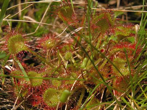 Bieszczadzki Park Narodowy Rosiczka Okr G Olistna Drosera Rotundifolia