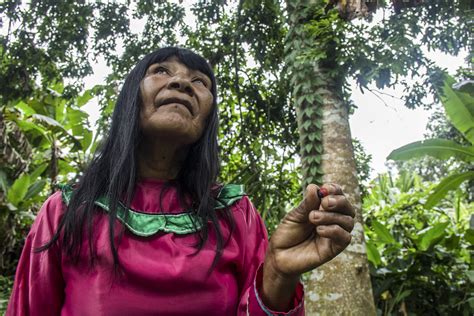 Amazon Rainforest Tribes Hunting