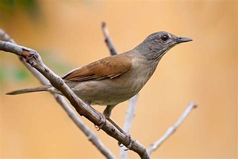 Pin De Luiz Cesar Fidelis Em Aves Aves Do Brasil Passaros