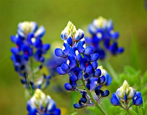 Texas Bluebonnet Lupinus Texensis Common Name Texas B Flickr