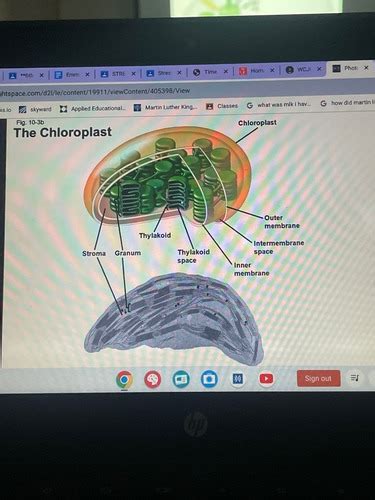 Photosynthesis Flashcards Quizlet