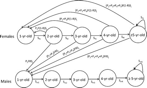 A Two Sex Age Structured Population Model For The Eider Vital Rates