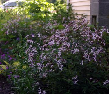 Gillenia Porteranthus Trifoliata Pink Profusion Bowman S Root From