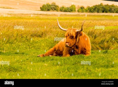 Highland cow, Scotland Stock Photo - Alamy