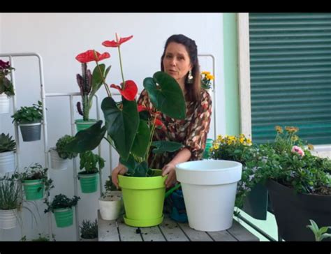 Vídeo Como Plantar Uma Planta Chinesa Do Dinheiro