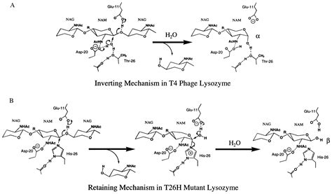 Structural Basis Of The Conversion Of T4 Lysozyme Into A