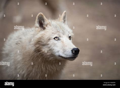 Arctic Wolf Canis Lupus Arctos Aka Polar Wolf Or White Wolf Stock