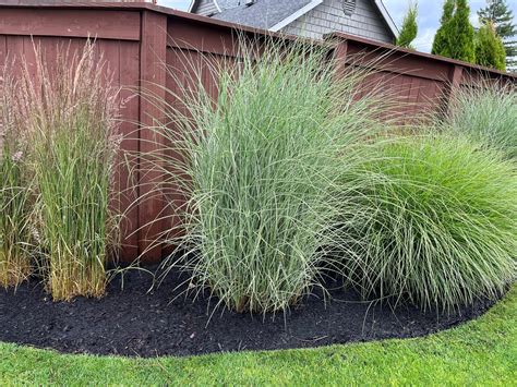 Tall Ornamental Grass Hedge