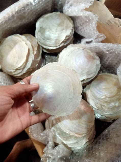 Capiz shells original size CURVE washed ( washed ) 100pcs | Lazada PH