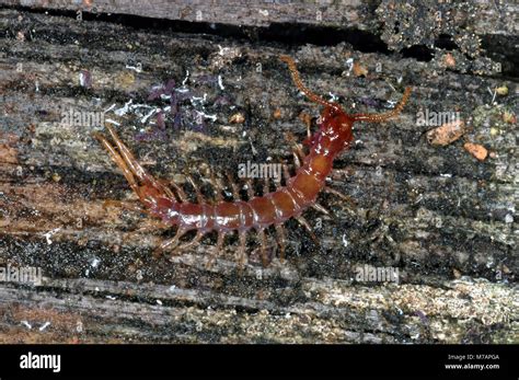 Brown Centipede Lithobius Forficatus Stock Photo Alamy