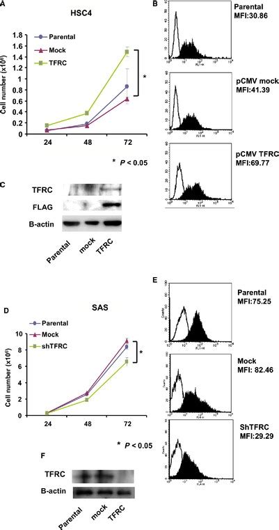 Effects Of TFRC Knockdown And Overexpression On OSCC Cell Growth A A