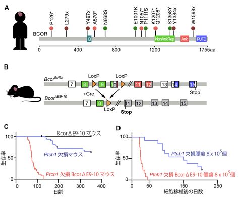 小児脳腫瘍の進行に関わる新たな遺伝子変異を発見 〜がん細胞の個性に応じた治療戦略の基盤づくり〜 国立研究開発法人 国立精神・神経医療研究