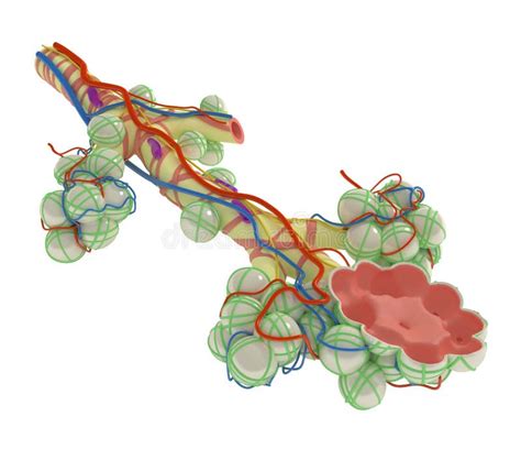 Alveoli Anatomy