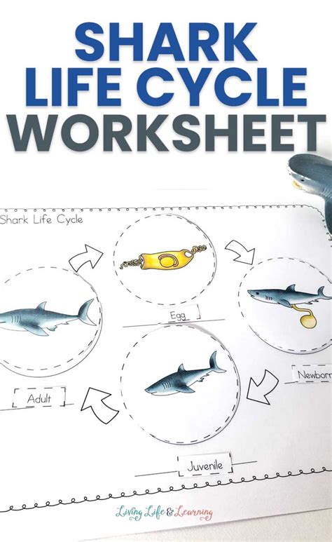 Shark Life Cycle Activity | Free Homeschool Deals