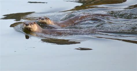 The Okanogan Highlands: Wildlife of the Okanogan Highlands