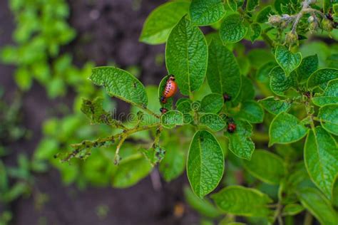 Larvae of the Colorado Potato Beetle in the Natural Stock Photo - Image of field, agriculture ...