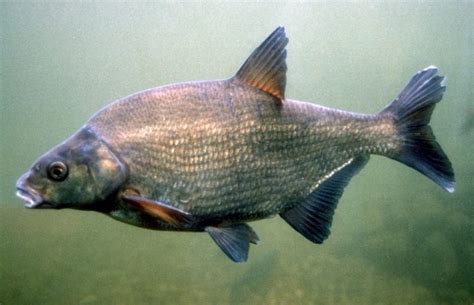 Bream: description of fish, habitat, spawning, best biting period ...