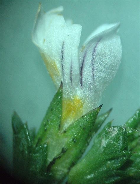 Euphrasia