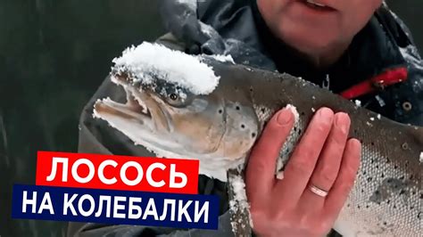 Ловля лосося на колеблющиеся блесна (колебалки) - YouTube