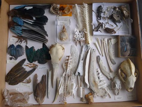 Sarah Mccartney Bird Skull Update