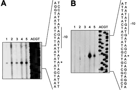 Reverse Transcriptase Mapping Of The Transcriptional Start Points Using Download Scientific