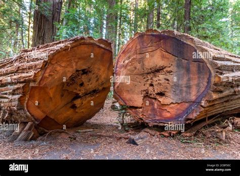 Huge old Redwoodn tree, cut in two pieces laying on the ground in the