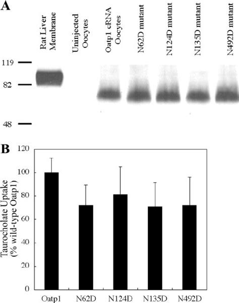 Effects Of Multiple Glycosylation Mutations On Oatp Expression And