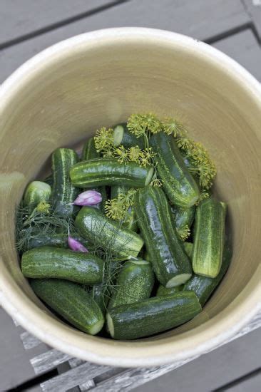 Fermenting Revolution The Universal Fermented Pickle Recipe Artofit