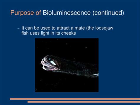 PPT - Marine Bioluminescence PowerPoint Presentation, free download - ID:1354128