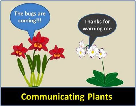 Plant Communication Can Plants Talk To Other Plants Garden Myths