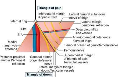 Inguinal Triangle