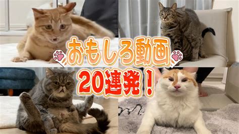 【神回】日本一癖が強い猫たちの”おもしろ動画”20連発！ Youtube