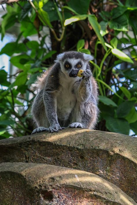 Hayvan Ring Tailed Lemur Memeli Pixabay De Cretsiz Foto Raf Pixabay