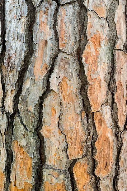 Cedar Tree Bark Pics Stock Photos, Pictures & Royalty-Free Images - iStock