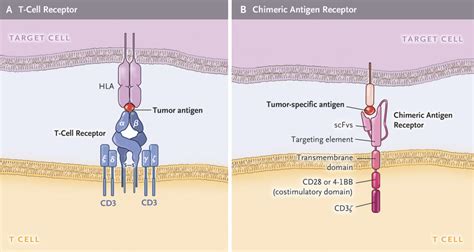 Chimeric Antigen Receptor Therapy Nejm