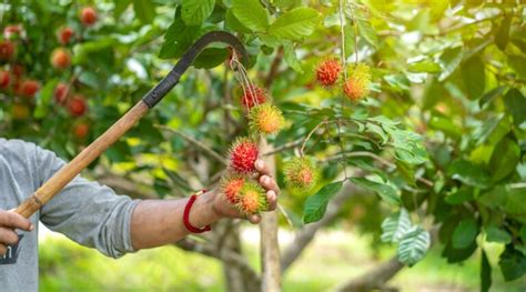 How to Plant, Grow and Care For Rambutan Trees