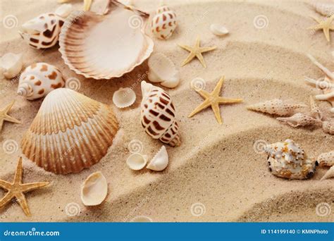 Seashells On Sand Beach Stock Photo Image Of Summertime 114199140