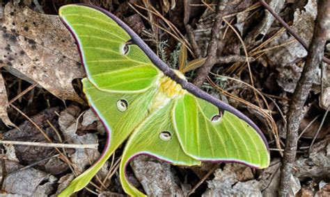 Luna Moth